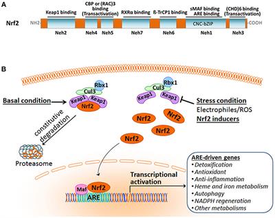 Critical Role of Nrf2 in Experimental Ischemic Stroke